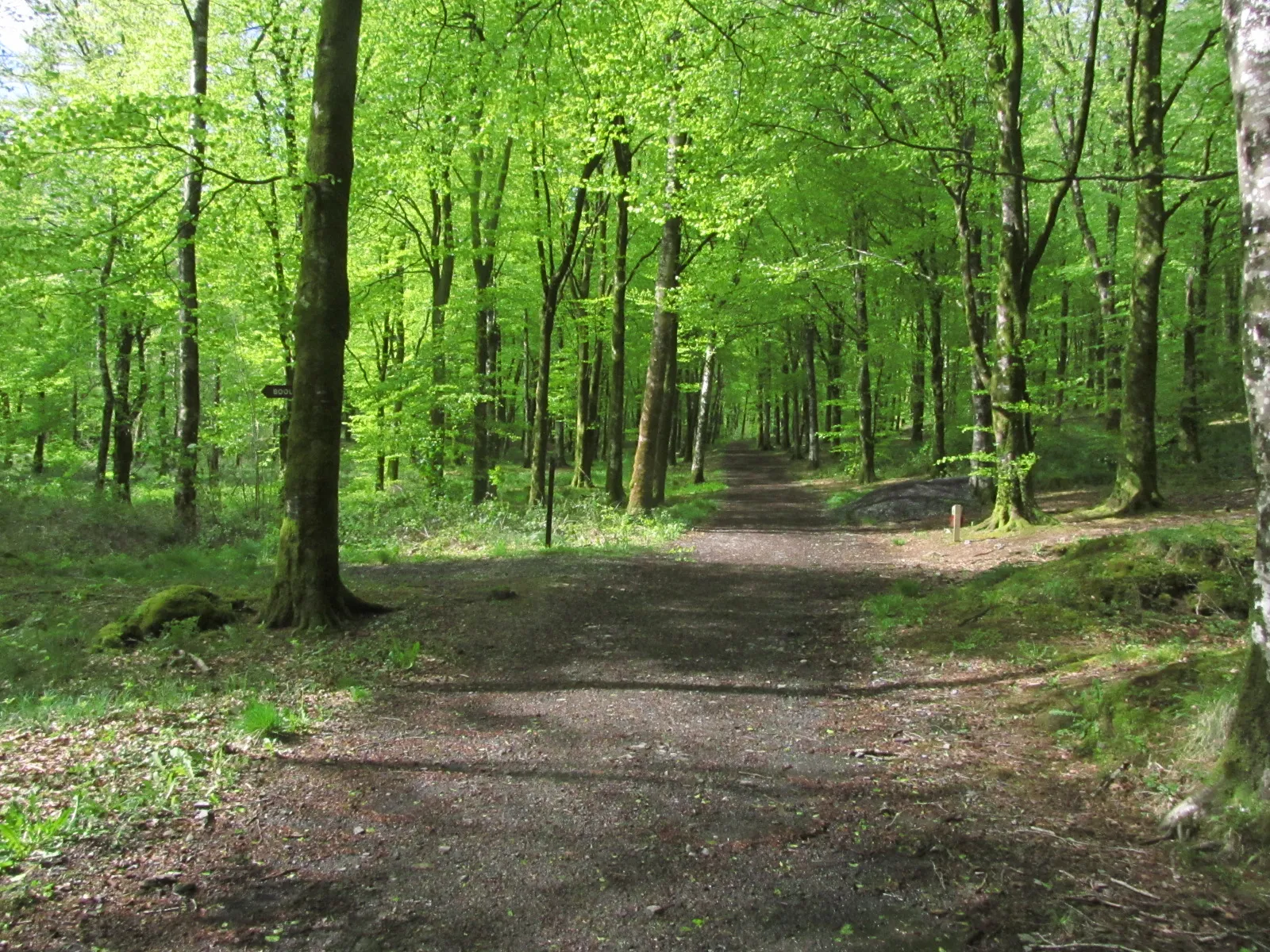 15-453 120515 Mullaghmeen Forest Walks - By junction to path to Booley Hut