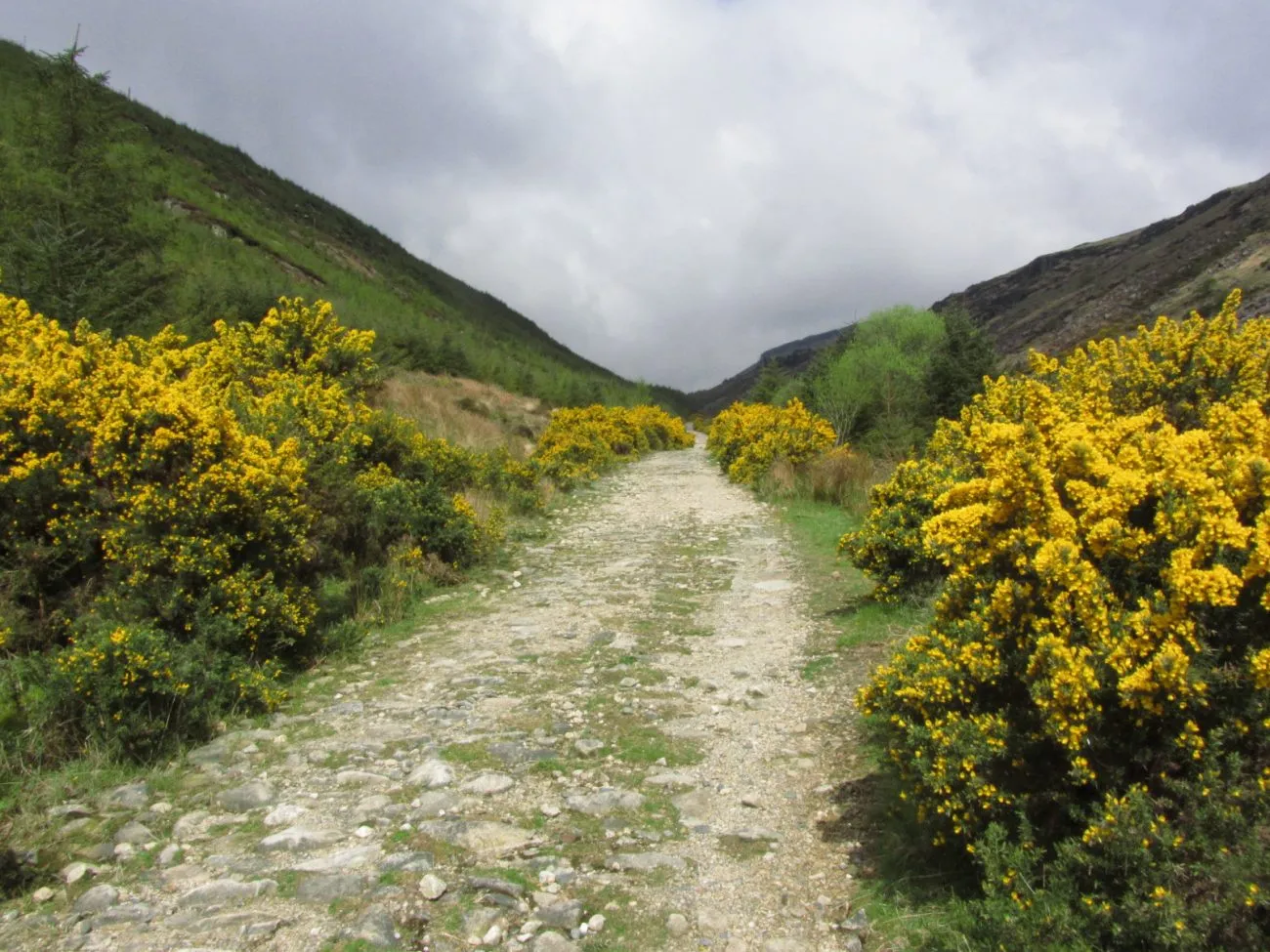 15-304-090515-track-above-glenmalure-youth-hostel-wicklow-mountains