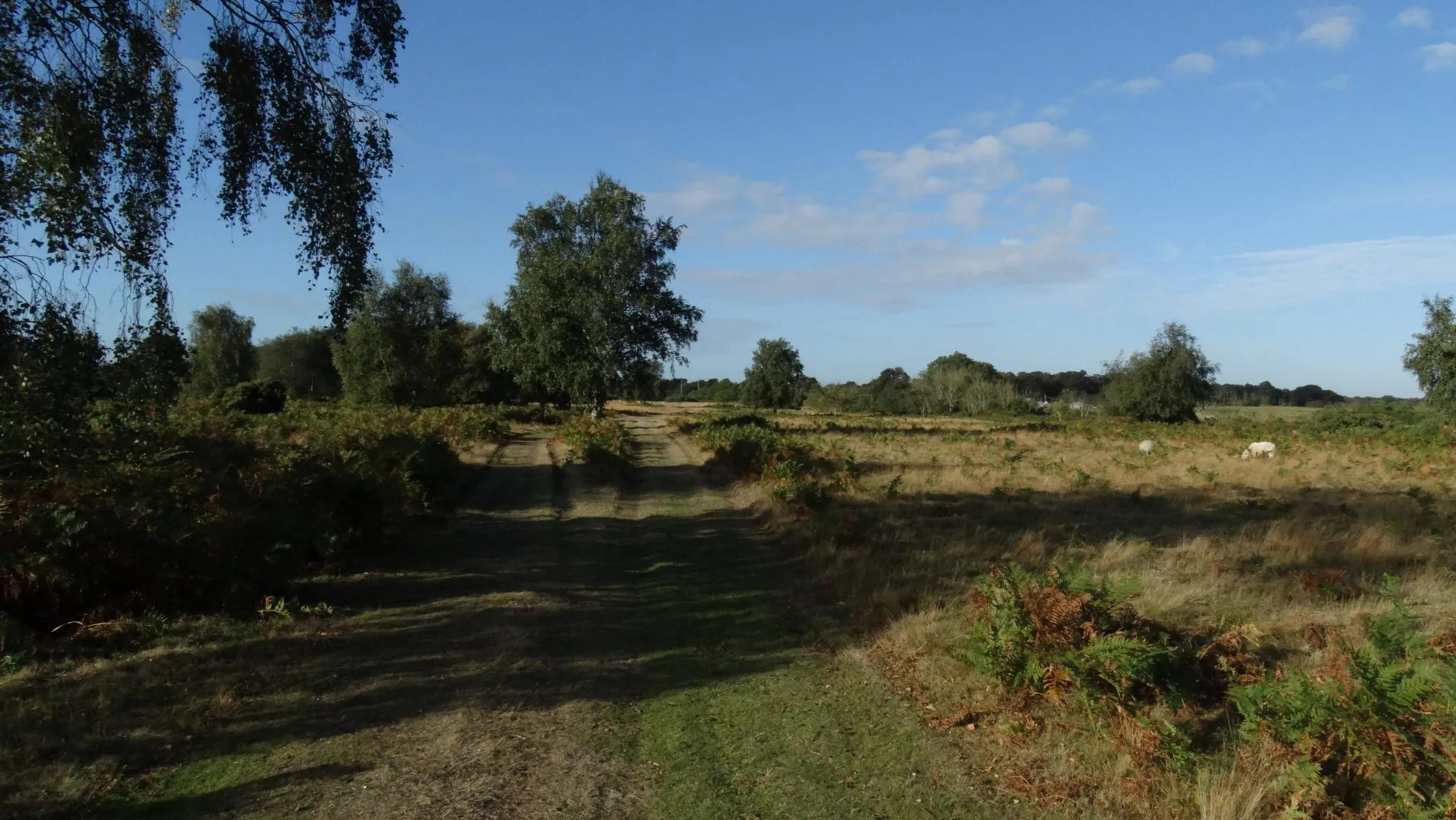 16-1759-300916-path-across-walberswick-common-suffolk