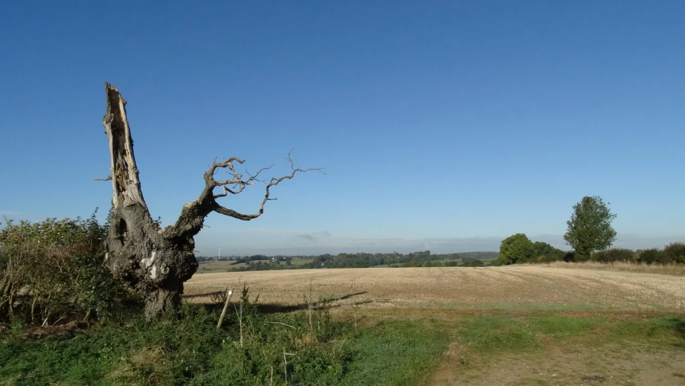 Between North Kilworth and Welford. In conversation with a dog walker I was told that this tree had been struck by lightning.