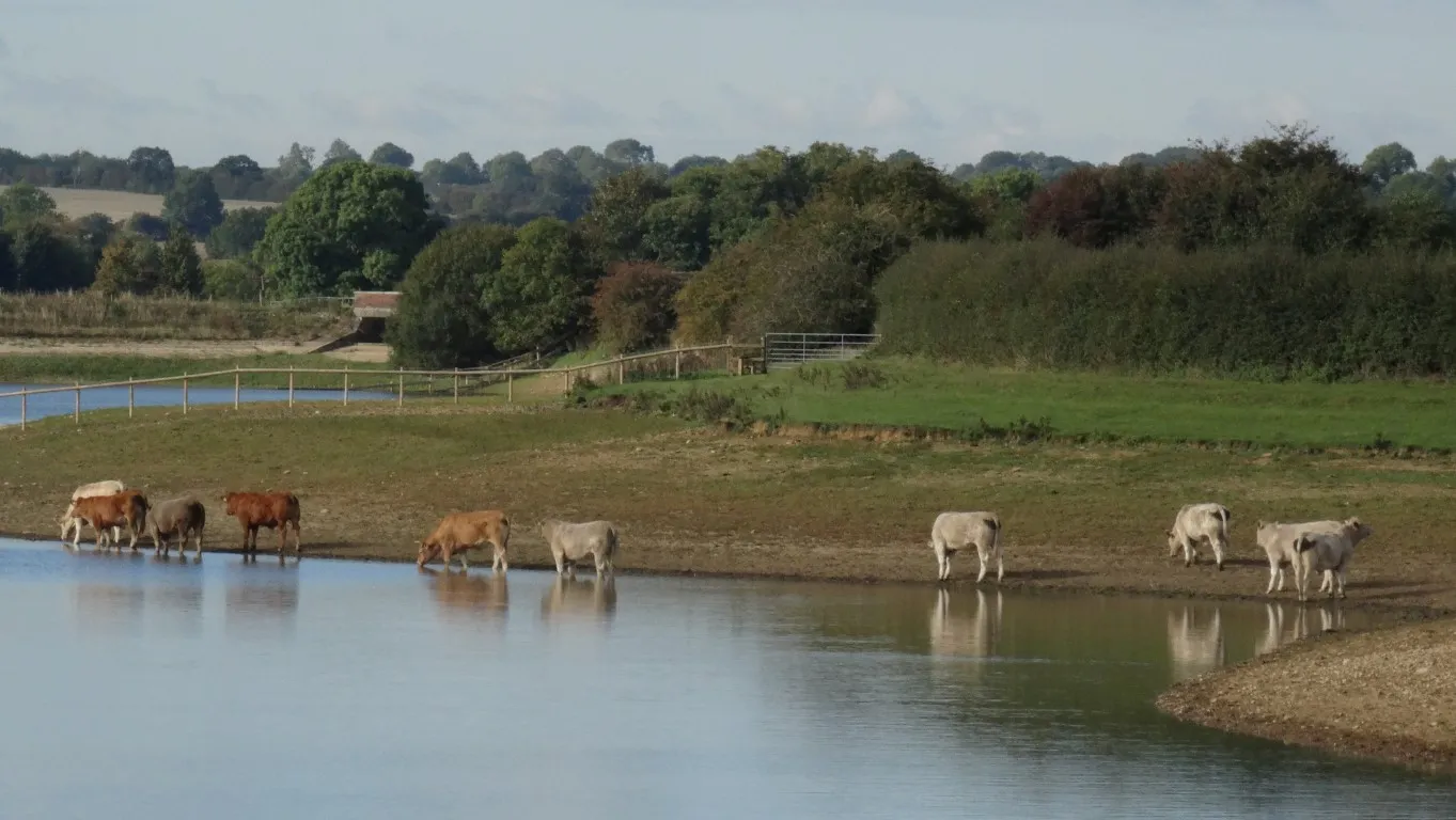 Cattle paddle in the Welford Reservoir enjoying the autumn sunshine.