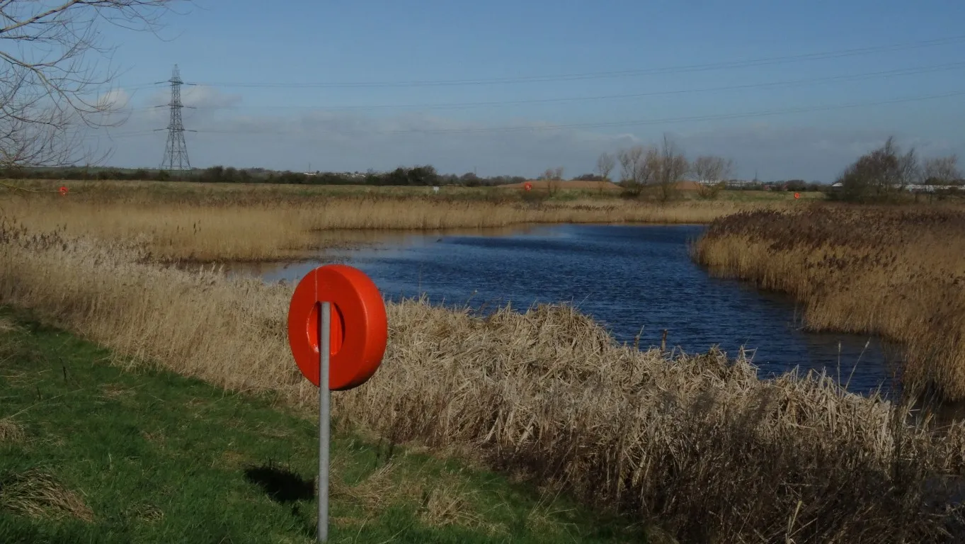 A reed pond beside the River Parrett north of Bridgwater.