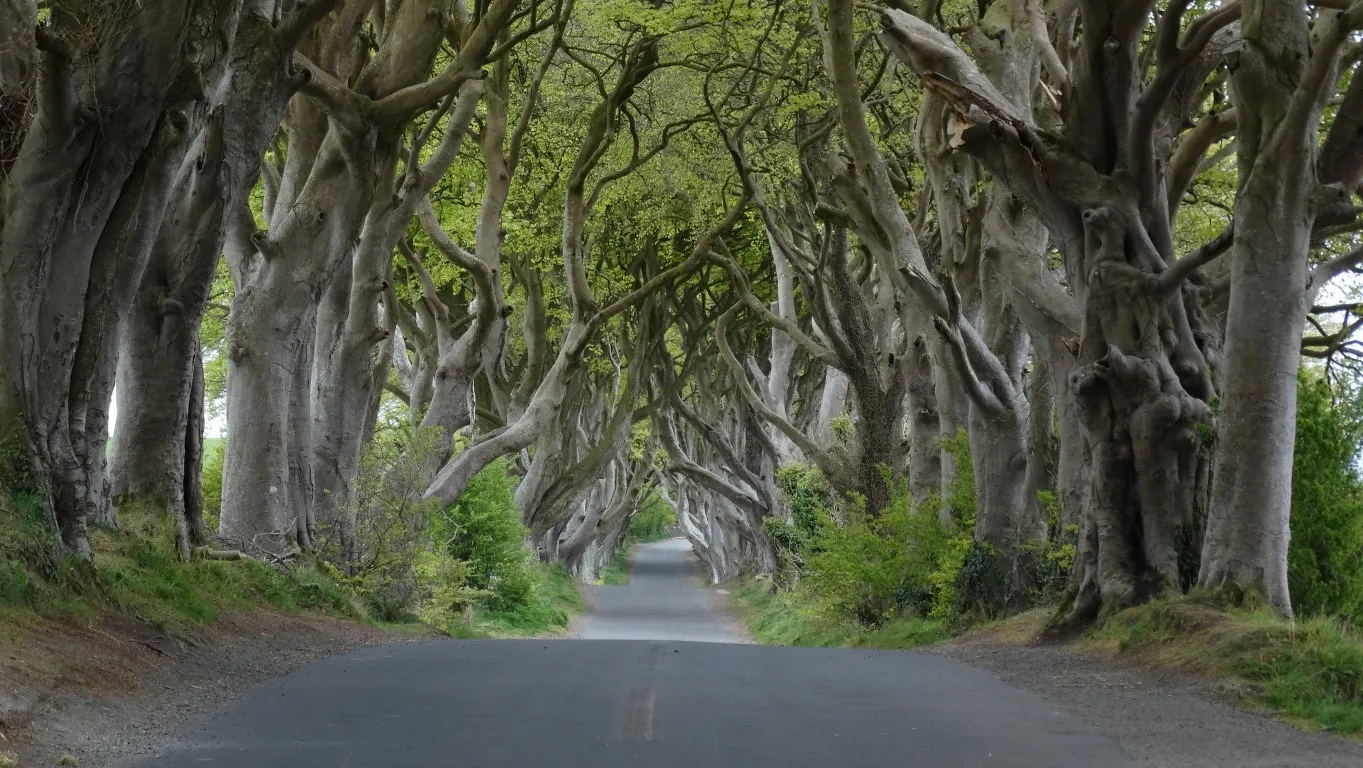 The mysterious Dark Hedges in a rural part of County Antrim.