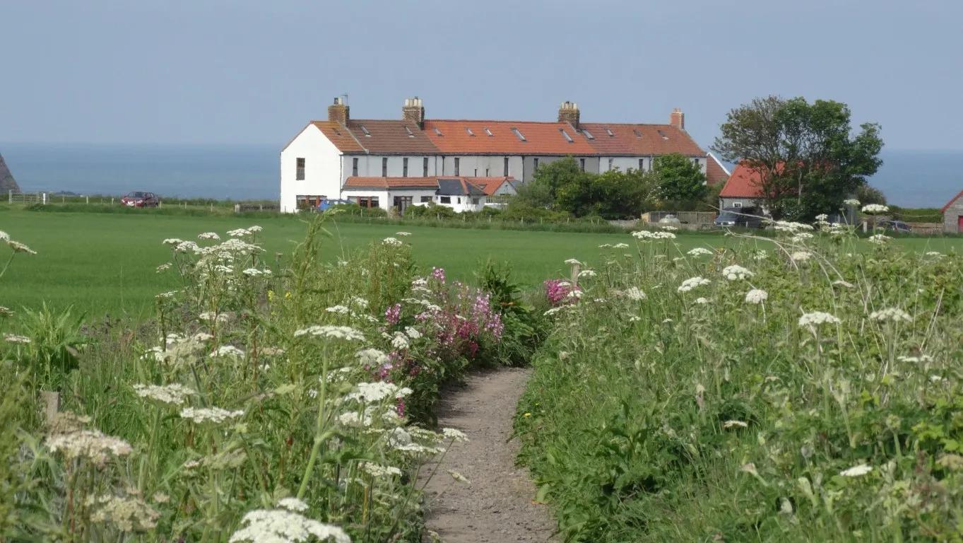 An excellent path leads all the way from Arbroath to Auchmithie and is lined by a fine array of wild flowers. This view is on the approach to Auchmithie and the line of houses are the former coastguard cottages.